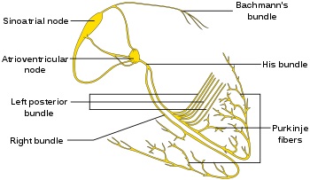 پاورپوینت کامل و جامع با عنوان بررسی ضربان ساز قلب در 18 اسلاید
