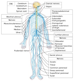 پاورپوینت کامل و جامع با عنوان بررسی دستگاه های عصبی محیطی (PNS) و مرکزی (CNS) در 24 اسلاید