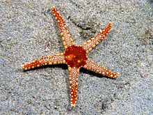 پاورپوینت کامل و جامع با عنوان بررسی ستاره دریایی و ساختار بدنی آن در 25 اسلاید