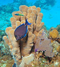 پاورپوینت کامل و جامع با عنوان مرجان ها، انواع و ساختار آن ها در 60 اسلاید