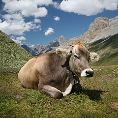 پاورپوینت کامل و جامع با عنوان بررسی گاو و خصوصیات آن در 25 اسلاید