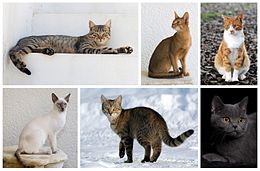 پاورپوینت کامل و جامع با عنوان بررسی گربه ها و انواع و خصوصیات آن ها در 49 اسلاید
