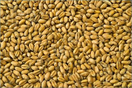 دانلود گزارش آزمایشگاه تکنولوژی غلات با موضوع آزمون تعیین میزان گلوتن مرطوب و خشک در آرد گندم