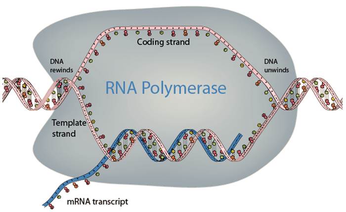 دانلود پاورپوینت RNA  و رونویسی