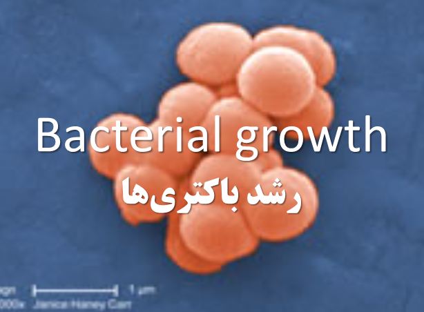 دانلود پاورپوینت رشد باکتری‌ها(Bacterial growth)