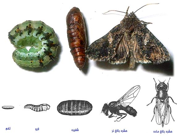 دانلود پاورپوینت دگردیسی در حشرات بر مبنای فیزیولوژی