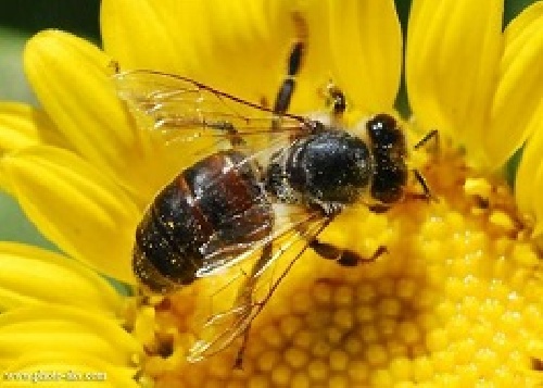 کارآفرینی طرح توجیهی پرورش زنبور عسل