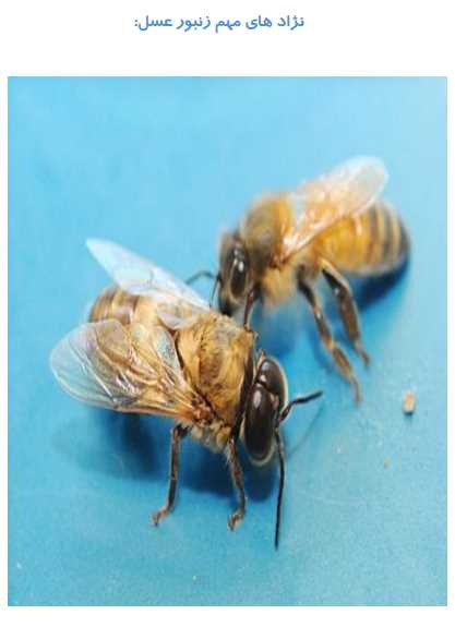 نژادهای زنبور عسل.pdf