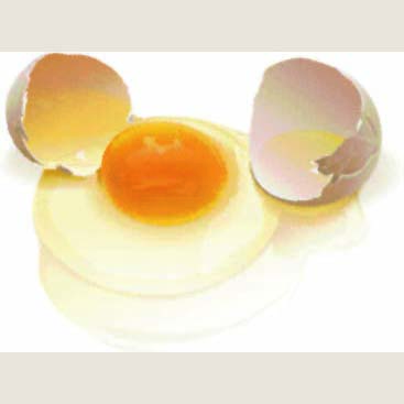 Broken Egg - 2