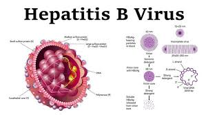 مقاله هپاتیت ,ویروسی A,B