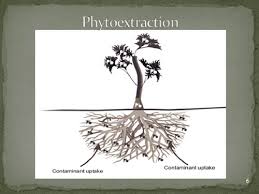 Phytoremediation  یا  گیاه پالایی  راهکاری مناسب جهت کاهش آلودگی محیط زیست