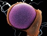 تحقیق در مورد سلولهای بنیادین