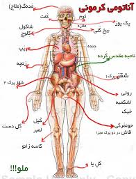 دانلود  پاورپوینت آناتومی بدن انسان در 139 اسلاید کاربردی  و آموزشی و کاملا قابل ویرایش