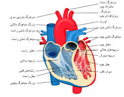 دانلود پاورپوینت آناتومی و فیزیولوژی دستگاه گردش خون  در 60 اسلاید کاربردی و کاملا قابل ویرایش