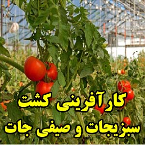 کارآفرینی کشت سبزیجات و صیفی جات