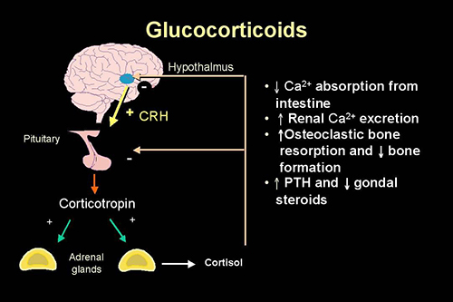 گلوکوکورتیکوئید ها