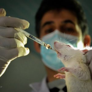 بررسی اثر عصاره هیدروالکلی گیاه  کاسنی  بر علائم ناشی از قطع مورفین در موش سوری نر بالغ