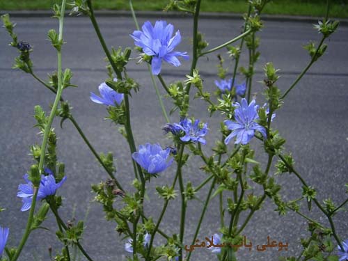 کاسنی