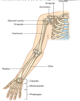 پاورپوینت استخوان بازو Humerus