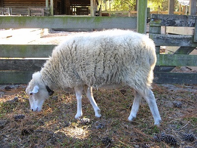 دانلود مقاله بیماری های ویروسی در گوسفند بصورت پاورپوینت ppt