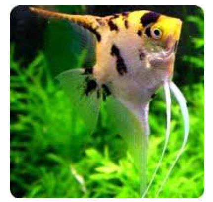 دانلود پرورش ماهیان زینتی وآکواریومی