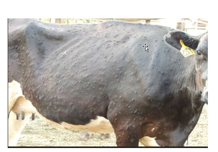 دانلود مقاله در مورد بيماري lumpy skin در گاو و گوساله (پاورپوینت )