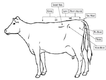 دانلود مقاله ارزیابی وضعیت بدنی در  گاو های شیری و گوشتی به صورت پاورپوینت ( BCS)