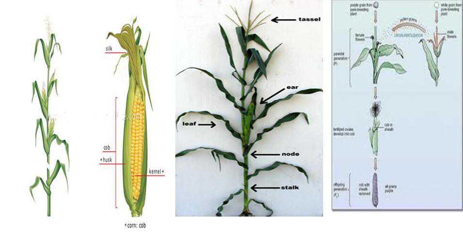 دانلود مقاله مورفولوژی وریخت شناسی گیاه ذرت(پاورپوینت )