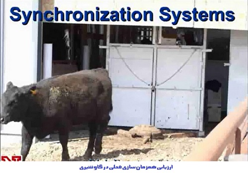 دانلود مقاله ارزیابی همزمان سازی فحلی  Synchronizing در گاو شیری تاثیر آن برمیزان آبستنی  (پاورپوینت )