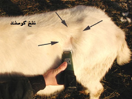 دانلود مقاله علت و راه درمان نفخ در گوسفندان ppt - پاورپوینت