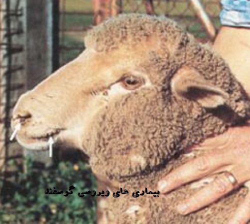 دانلود بیماری های ویروسی دام - بیماری های گوسفند به صورت فایل پاورپوینت