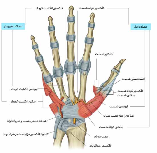 دانلود جزوه آناتومی دست انسان - مقاله به صورت پاورپوینت pptx