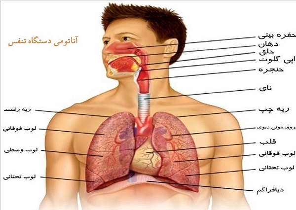 دانلود آناتومی و فیزیولوژی دستگاه تنفس(پاورپوینت)