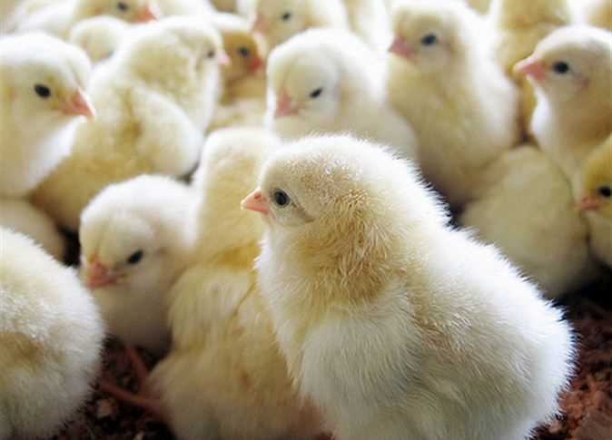 آموزش  پرورش مرغ بومي و تخمگذار