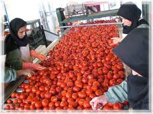 ظرح توجیهی تولید رب گوجه فرنگی