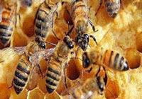 پرورش زنبور عسل 100 کلنی ویرایش سال 97