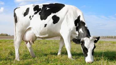 پرورش گاو شیری 5 راس ویرایش سال 97