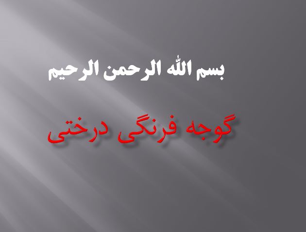 دانلود پاورپوینت گوجه فرنگي درختي