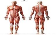 عضلات بدن انسان به طور کامل