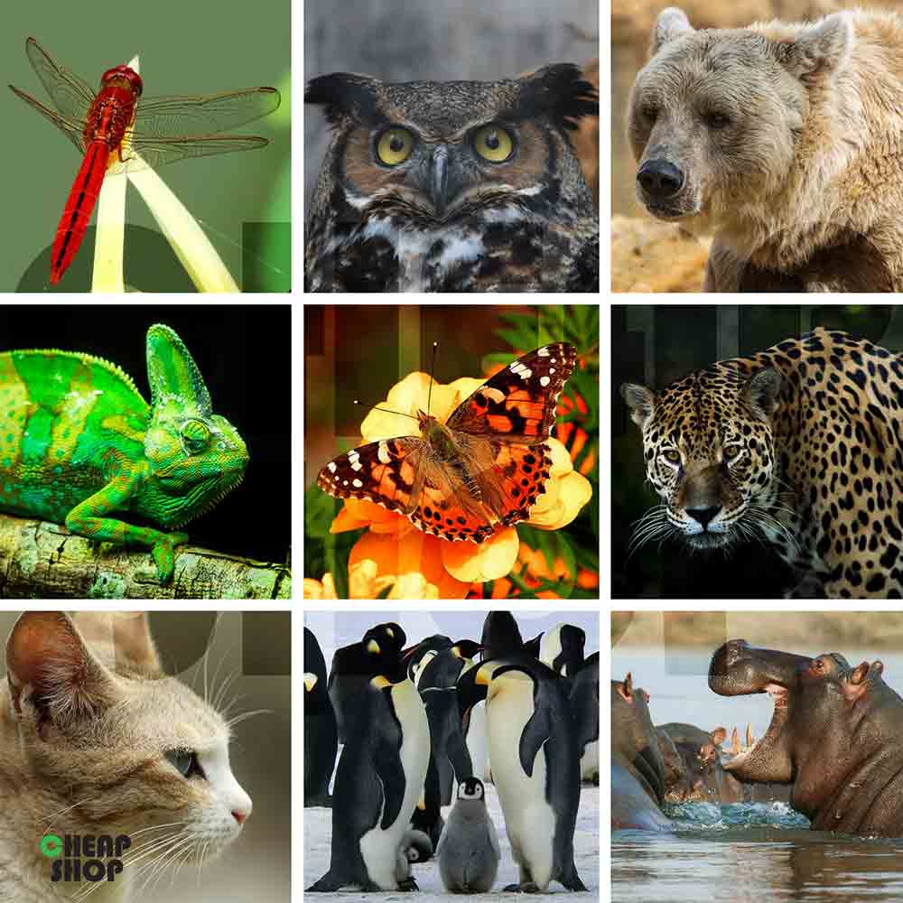 مجموعه  ی جدید، فوق العاده متنوع و جذاب تصاویر حیات وحش و طبیعت