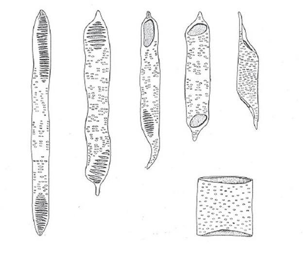 آتانومی گیاهی فان (Plant Anatomy A.Fahn)