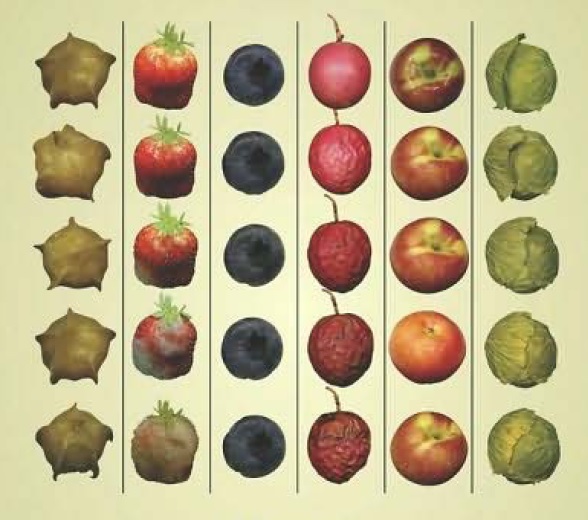 اطلس رنگی کیفیت میوه ها و سبزیجات
