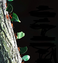 اکولوژی و تکامل رابطه مورچه ها و گیاهان