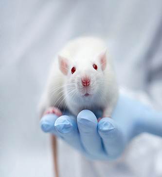مقاله بررسی ايمنی زايی ژنهاd L7L12 و P39 در موش های Balac