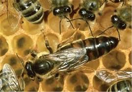 اموزش جامع و کاریردی پرورش ملکه زنبور عسل