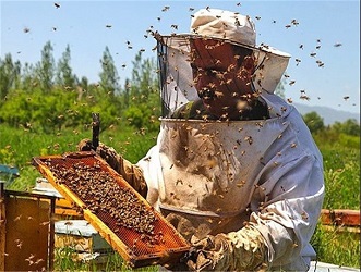 دانلود آموزش فنی و حرفه ای پرورش زنبور عسل و تولید عسل دوره پرورش دهنده زنبور عسل