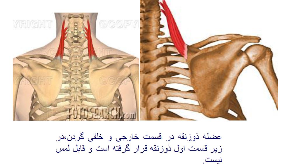 پاورپوینت عضلات بدن انسان