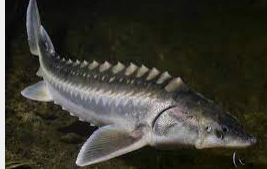 تحقیق دانش آموزی درباره ماهی خاویار