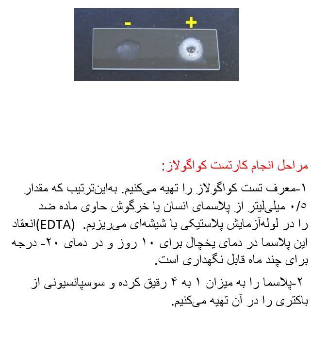 گزارش کار میکروب شناسی عملی