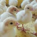 تحقیق درباره جوجه کشی بوقلمون دارای 32 صفحه
